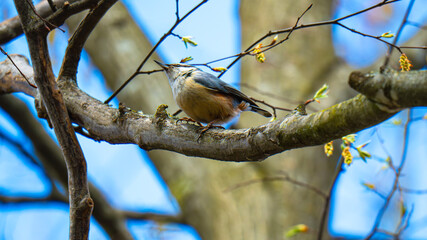 a small bird, the common nuthatch (Sitta europaea), perched on the rough, lichen-covered bark of a tree.