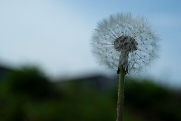 l&ouml;wenzahn pflanze pollen naur