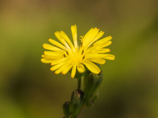 森の中のタンポポ属の黄色い花01