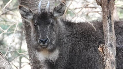 한국,산양,천연기념물,멸종위기야생동물,Korea, Mountain Ocean, Natural Monument, Endangered Wildlife