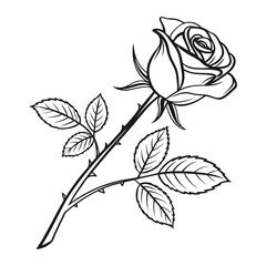 black and white roses