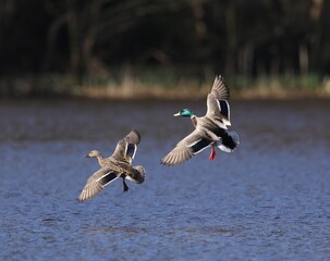 A pair of Mallards ducks in flight coiming in to land on a lake