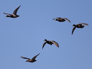 A flock of Mallard ducks fly in formation in blue skies