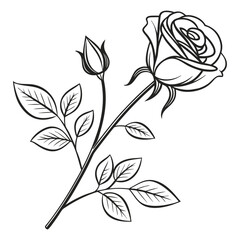 black and white rose vector,
