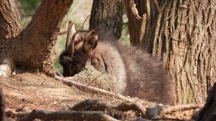 한국,산양,천연기념물,멸종위기야생동물,Korea, Mountain Ocean, Natural Monument, Endangered Wildlife