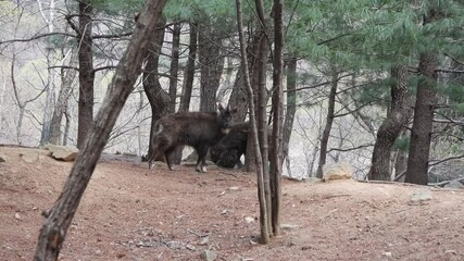 한국,산양,천연기념물,멸종위기야생동물,Korea, Mountain Ocean, Natural Monument, Endangered Wildlife