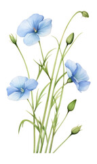 Naklejka premium PNG Blue Flax watercolor delicate painting.