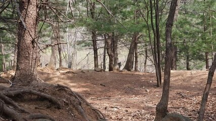 한국,산양,천연기념물,멸종위기야생동물,Korea, Mountain Ocean, Natural Monument, Endangered Wildlife