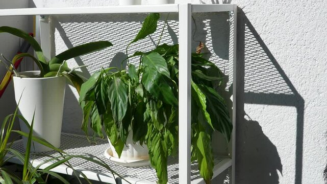 A variety of houseplants placed on a white metal mesh shelf, positioned against a sunlit white wall. The plants, including an orchid and a drooping peace lily, appear to be in need of water or shade