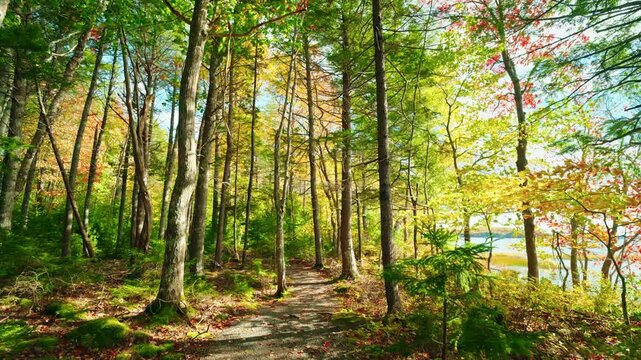 Walking around the Kejimkujik National Park in autumn. Trail view of the forest trees and colorful foliage. Fall colors. Sun rays coming through the leaves. Peaceful discovery of nature.