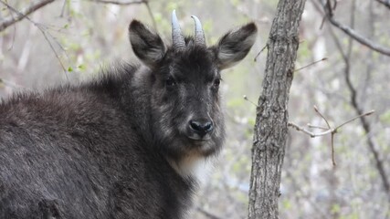 한국,산양,천연기념물,멸종위기야생동물,Korea, Mountain Ocean, Natural Monument, Endangered Wildlife