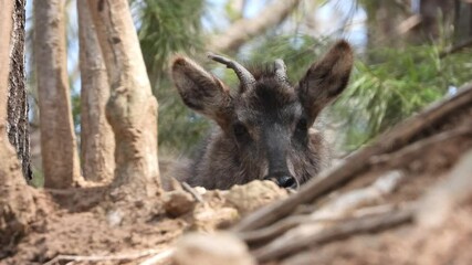 한국,산양,천연기념물,멸종위기야생동물,Korea, Mountain Ocean, Natural Monument, Endangered Wildlife