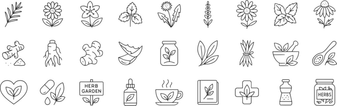 Medicinal herbs line icon set. Vector pictograms of echinacea, ginger, turmeric, lavender, rosemary, calendula, lemon balm, dandelion, st johns wort, thin linear illustration.