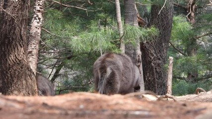 한국,산양,천연기념물,멸종위기야생동물,Korea, Mountain Ocean, Natural Monument, Endangered Wildlife