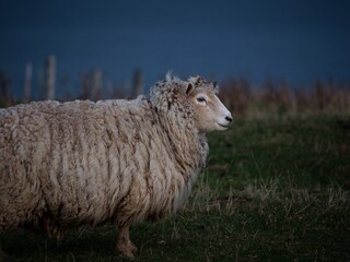 Closeup detail portrait of a single unshorn domesticated sheep standing on green grass meadow farmland at Florence HIll Catlins Otago New Zealand