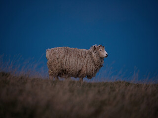 Obraz premium Closeup detail portrait of a single unshorn domesticated sheep standing on a grass meadow farmland at Florence HIll Lookout Catlins Otago New Zealand