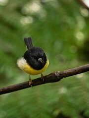Detailed bokeh closeup portrait of a black yellow and white tomtit Petroica macrocephala sitting on a tree branch twig, South Island New Zealand