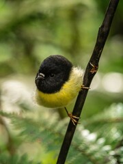 Detailed bokeh closeup portrait of a black yellow and white tomtit Petroica macrocephala sitting on a tree branch twig, South Island New Zealand