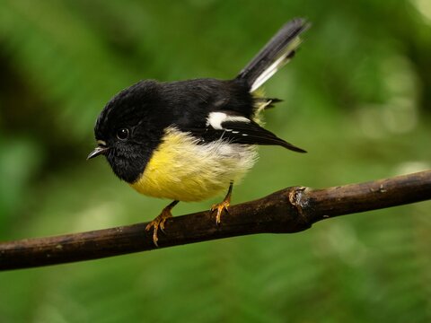 Detailed bokeh closeup portrait of a black yellow and white tomtit Petroica macrocephala sitting on a tree branch twig, South Island New Zealand