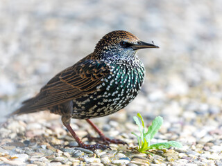 Common starling
