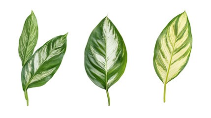 Obraz premium Top-down view of multiple Philodendron xanadu leaves artistically arranged on a beige fabric surface on transparent png background. Ai generated
