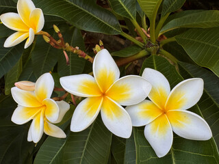 an inflorescence of frangipani plumeria flowers growing on tree outdoors