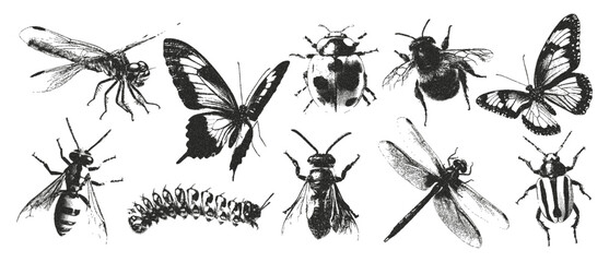 Vintage insect retro photocopy effect. Vector retro butterfly, wasp, bumblebee, dragonfly elements. © Olgadesigner