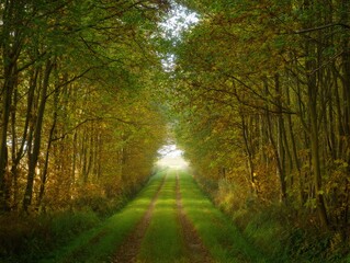 Obraz premium path in the forest