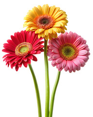 three gerbera flowers isolated on a white background PNG , AI GENERATED