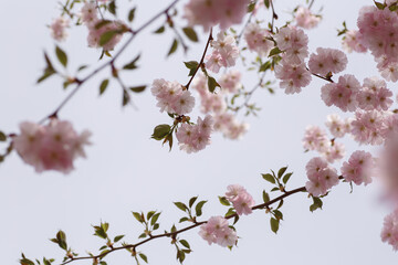 Japanese cherry or Prunus serrulata blooming branches closeup with on a blue sky background. Horizontal spring nature photography. Flower postcard