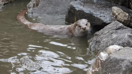 한국,수달,천연기념물,멸종위기야생동물,Korea, Otter, Natural Monument, Endangered Wildlife