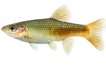 Fototapeta premium Golden Fish: Aquatic Life, Fins, Scales