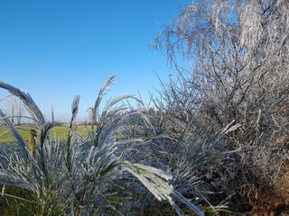 Fototapeta premium Busch, Strauch, Himmel, Natur, Winter
