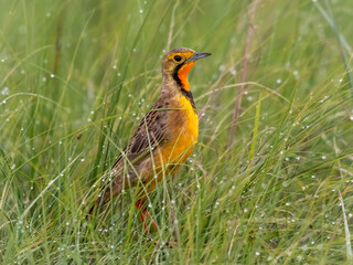 Bold Longclaw in Rietvlei Nature Reserve’s Lush Savanna