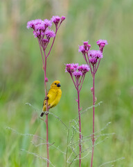 Vibrant Cuckoo Finch Amid Rietvlei Nature Reserve’s Wildflowers