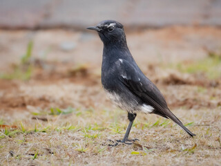 Obraz premium Sleek Wheatear in Marievale’s Tranquil Grasslands