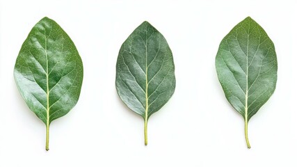 Fototapeta premium Three green leaves are displayed against a clean white background. Nature's beauty.