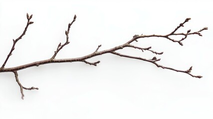 Fototapeta premium A delicate branch with buds against a bright, clean white background.