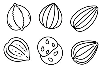 hazelnut line art sketch with clean simple elegant strokes