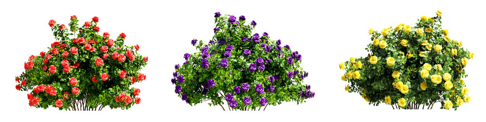 Collection of garden rose bush in blossom isolated on transparent background. 3D render.