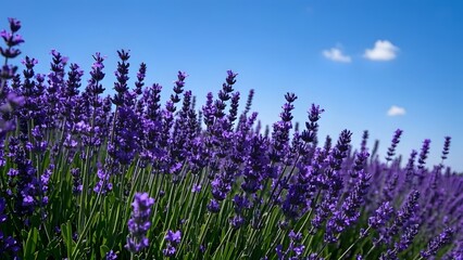 Naklejka premium A field of blooming lavender under a bright blue sky, gentle breeze causing the flowers to sway, soft natural lighting, vibrant purple tones, wide shot capturing the expanse.