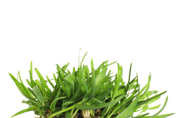 Beautiful fresh green grass isolated on white
