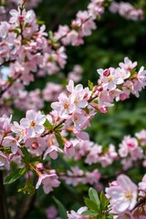High-resolution stock photo of a spring garden with delicate cherry blossoms, soft pink petals, and lush greenery