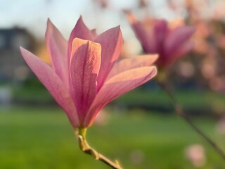 Beautiful pink magnolia flower blooming outdoor, closeup