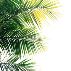PNG Palm tree frame background tropical nature.