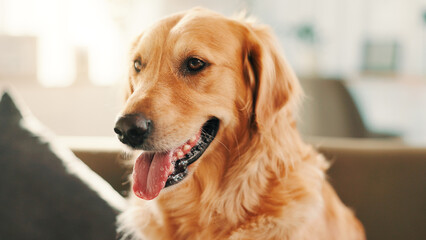 Relax, panting and face of dog on sofa for calm, canine companion and animal adoption. Breathing, foster care and comfortable with golden retriever pet in living room at home for peace, fur and rest