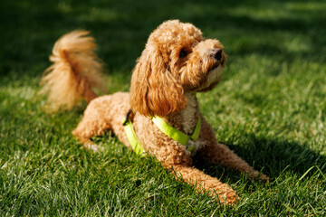 Bichon Frise, Poodle dog in garden setting