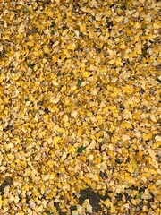 autumn leaves background