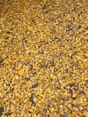 yellow autumn leaves