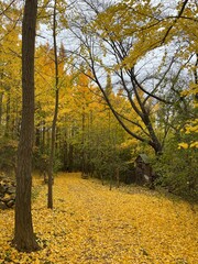 autumn trees in the park